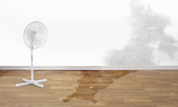 Best Basement water damage restoration  in Denmark, WI